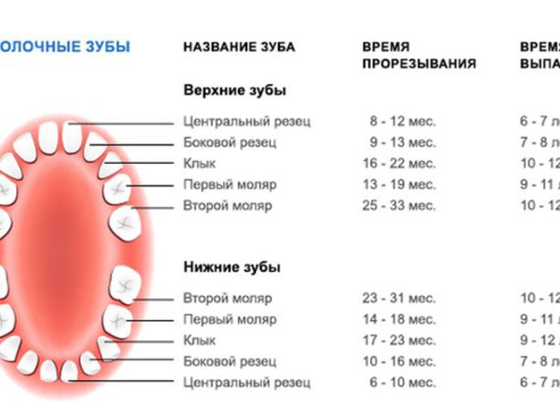 Порядок выпадения зубов