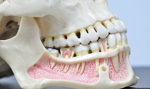 Строение челюсти и зубов у человека: клыки, моляры и резцы