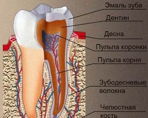 Описание строения зубов человека