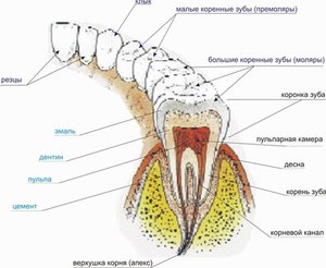 Описание строения корней зубов человека