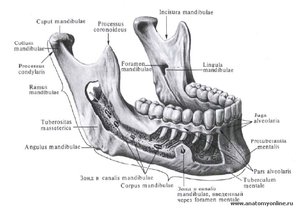 Симптомы вывихов нижней челюсти