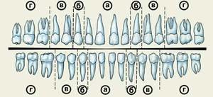 Как нумеруют зубы