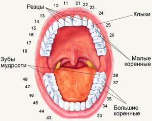 Нумирация зубного ряда